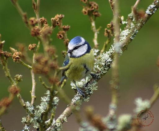 Blue Tit 8R85D-08.JPG